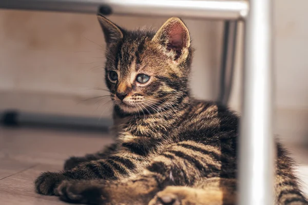 Gris gatito en el suelo —  Fotos de Stock