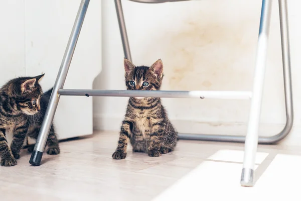 İki küçük gri tabby yavru kedi — Stok fotoğraf