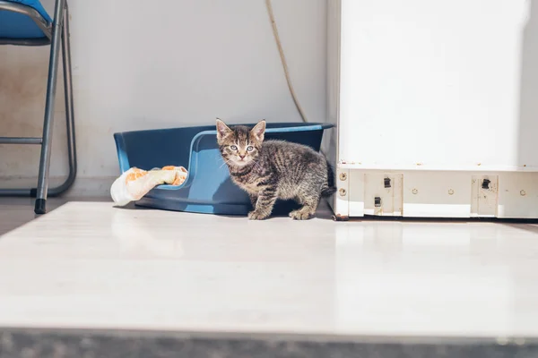 Piccolo gattino grigio — Foto Stock