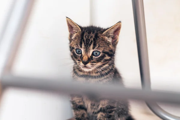 Gri iç tekir kedi — Stok fotoğraf