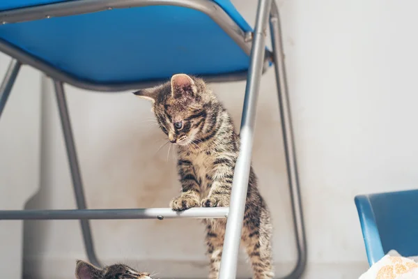 Petit chaton debout sur une chaise — Photo