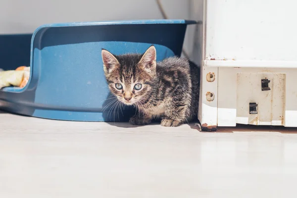 Nieuwsgierig baby kitten — Stockfoto