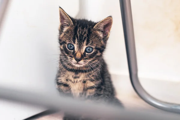 Adorable tiny kitten — Stock Photo, Image