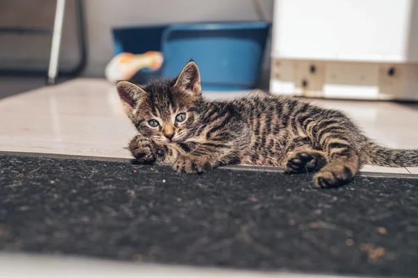 Kleine grijze Cyperse kat — Stockfoto