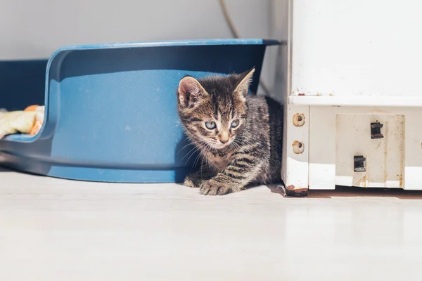 Nieuwsgierig baby kitten "peering" — Stockfoto