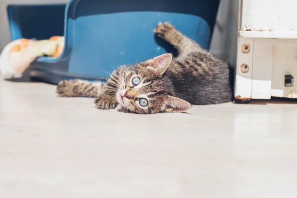 Gatinho cinzento bonito — Fotografia de Stock