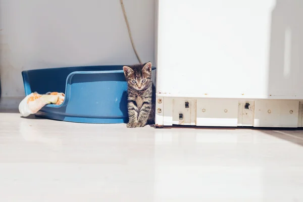 Котенок сидит у голубой кровати — стоковое фото
