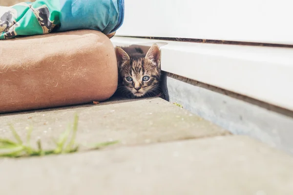 Korkmuş Tabby yavru kedi — Stok fotoğraf