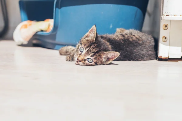 Playful little kitten — Stock Photo, Image