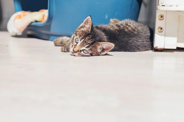 Gatinho cinzento minúsculo — Fotografia de Stock