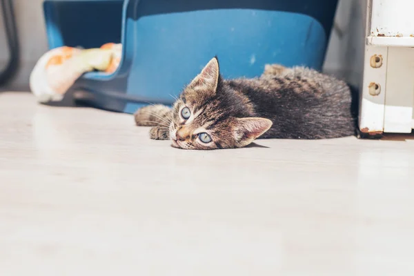 Tiny grey kitten — Stock Photo, Image