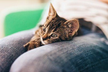 Kucağına uzanarak kedicik