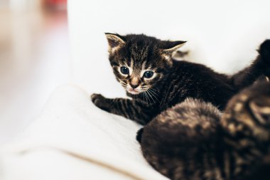 Büyük gözlü sevimli küçük tabby yavru kedi