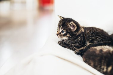 Bir havlu üzerinde yatan yavru kedi