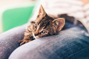 Kucağına uzanarak kedicik