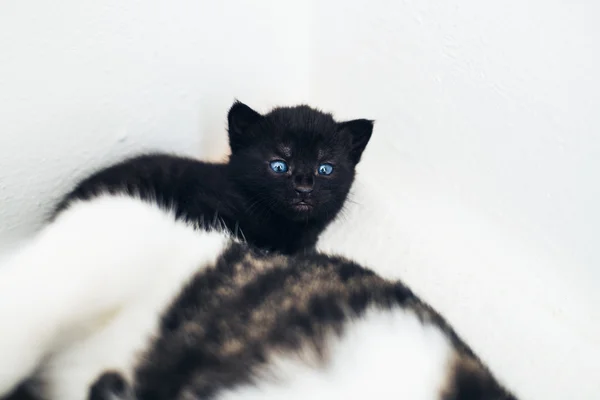 Kätzchen mit blauen Augen — Stockfoto