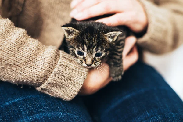 Homem segurando um gatinho minúsculo — Fotografia de Stock