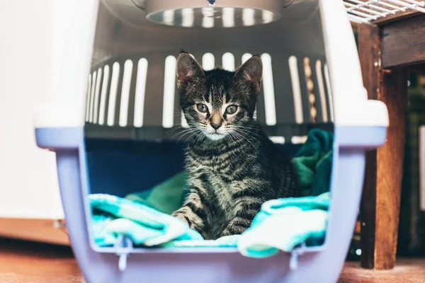 Kitten sitting in a travel crate — Stock Photo, Image