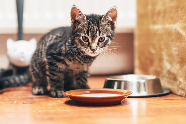 Süt ile plaka yanında duran kedi yavrusu — Stok fotoğraf