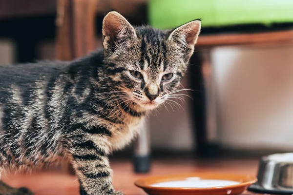 Kitten standing over its food — Stock Photo, Image