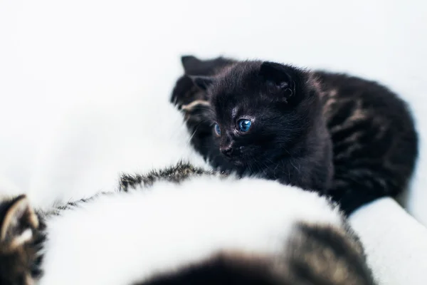 Котёнок с очень голубыми глазами — стоковое фото