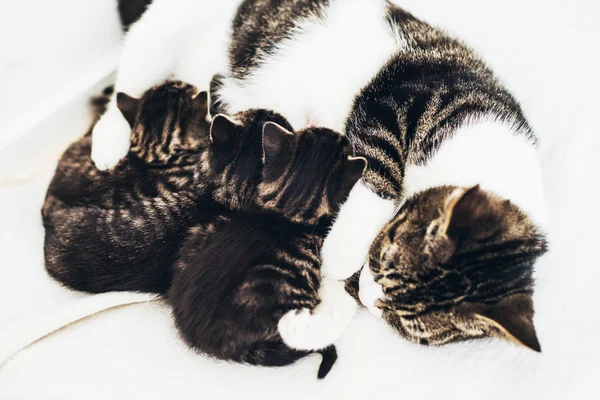 Mãe gato amamentando seus bebês — Fotografia de Stock