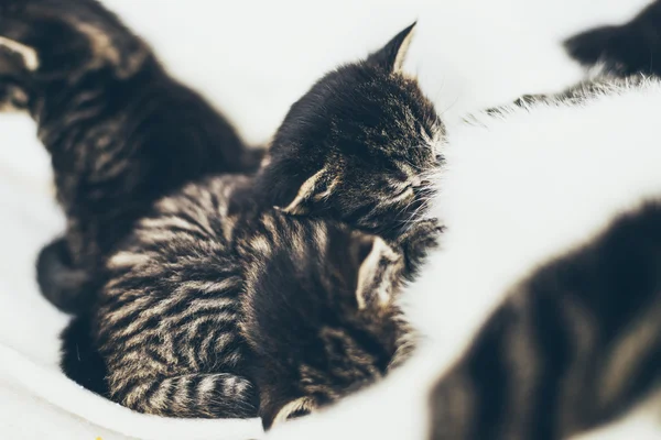 Gatinhos mamando em sua mãe — Fotografia de Stock