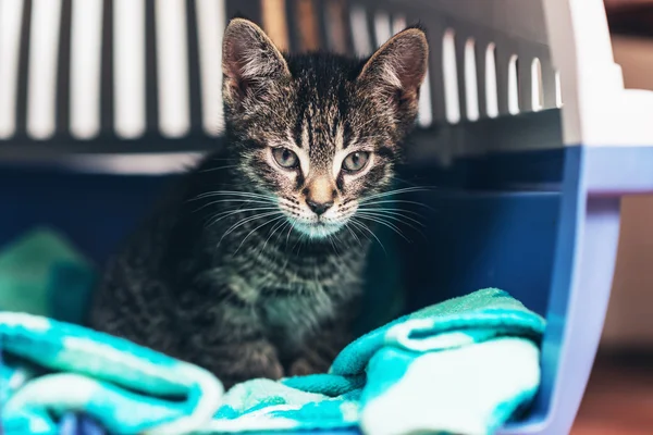 Yavru kedi taşıyıcı kutusunun içinde — Stok fotoğraf