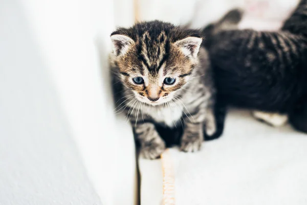 Tiny tabby kittens — Stock Photo, Image