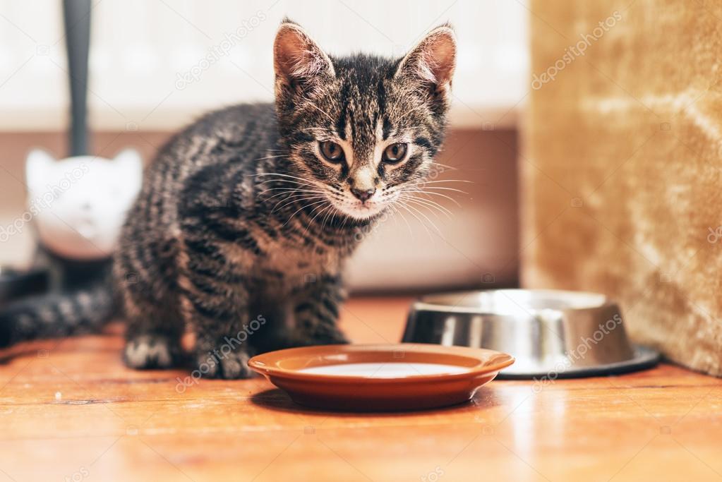 Kitten Standing Beside Plate with Milk