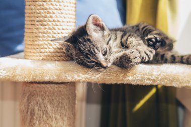 Küçük tabby yavru kedi çizgili