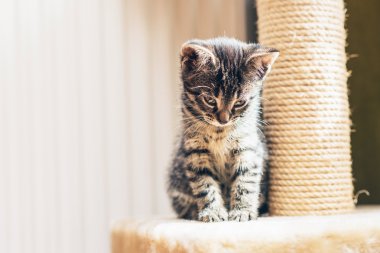 Bebek tabby yavru kedi