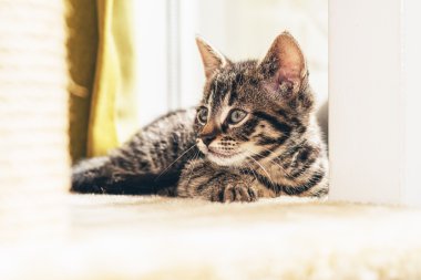 Yerli tabby yavru kedi