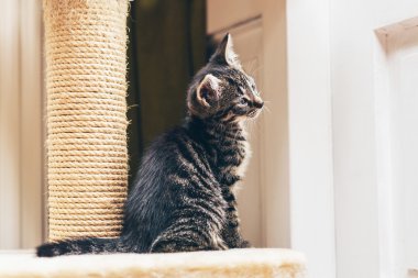 Bir şey izlemek yavru kedi