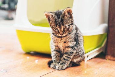 Uykulu dalgın küçük tabby yavru kedi