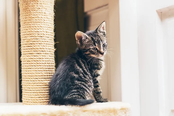 Küçük gri tabby yavru kedi