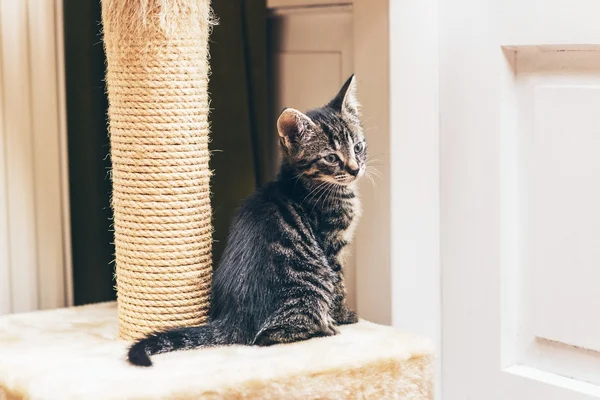 Şirin tabby yavru kedi — Stok fotoğraf