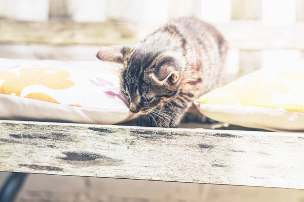 Gatinho jovem em um banco — Fotografia de Stock