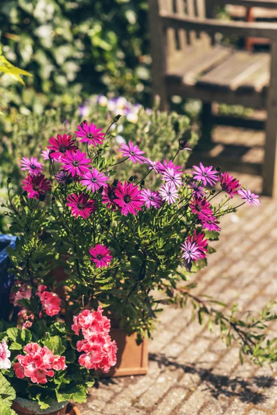 Colorful potted summer flowers — Stock Photo, Image