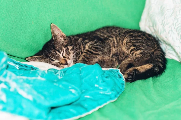 Симпатичный маленький котенок Табби — стоковое фото