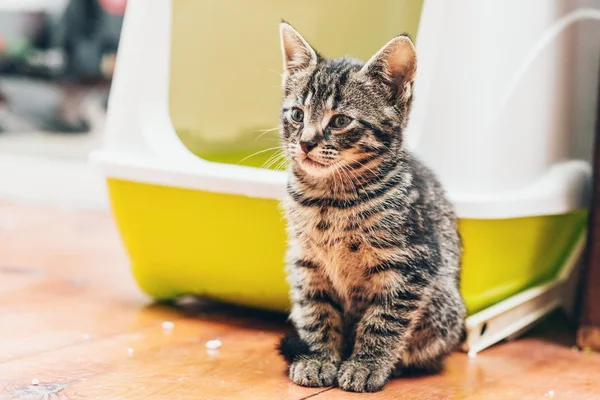 Güzel küçük tabby yavru kedi çizgili