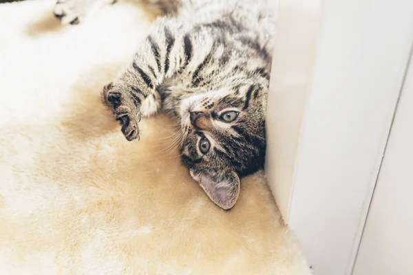 Pequeño gatito tabby — Foto de Stock