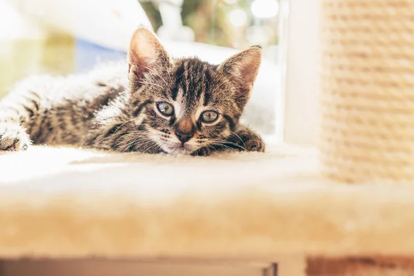 Cute blue eyed tabby kitten — Stock Photo, Image