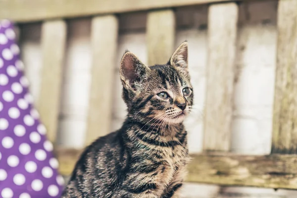 Lindo poco tabby gatito — Foto de Stock