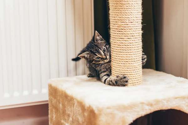 Pequeño gatito luchador — Foto de Stock