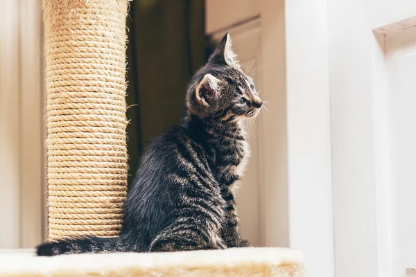 Bir şey izlemek yavru kedi