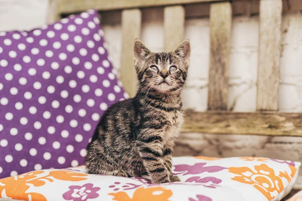 Gatinho bonito — Fotografia de Stock