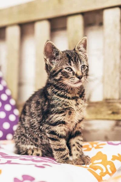 Baby striped tabby kitten — Stock Photo, Image