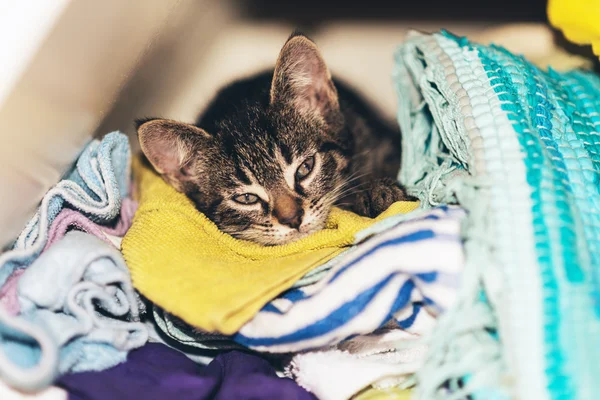 Şirin tabby yavru kedi uyurken — Stok fotoğraf