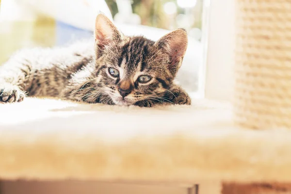 Grey tabby kitten — Stock Photo, Image
